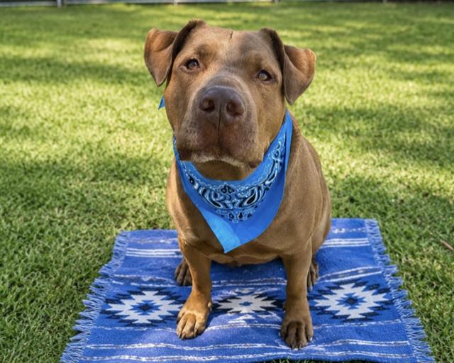 REMMICK, Adoptable, Adult Male Pit Bull Terrier & Labrador Retriever.