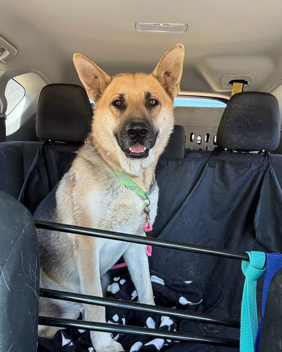Chance, adopted, Young Male German Shepherd Dog.