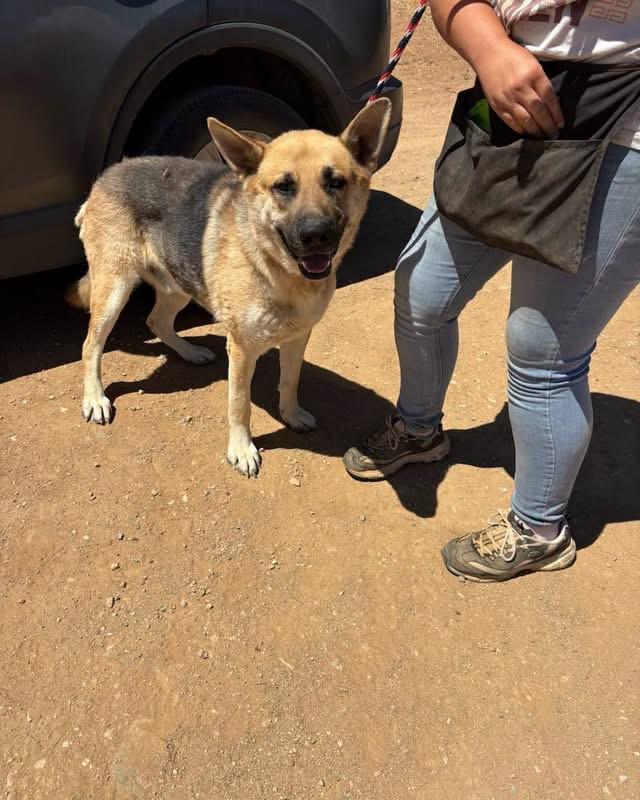 Enlarge Chance, an adopted German Shepherd Dog in Tannersville, NY image 3/3