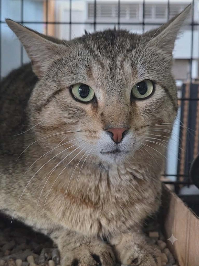 Big Don, Adoptable, Young Male Domestic Short Hair.