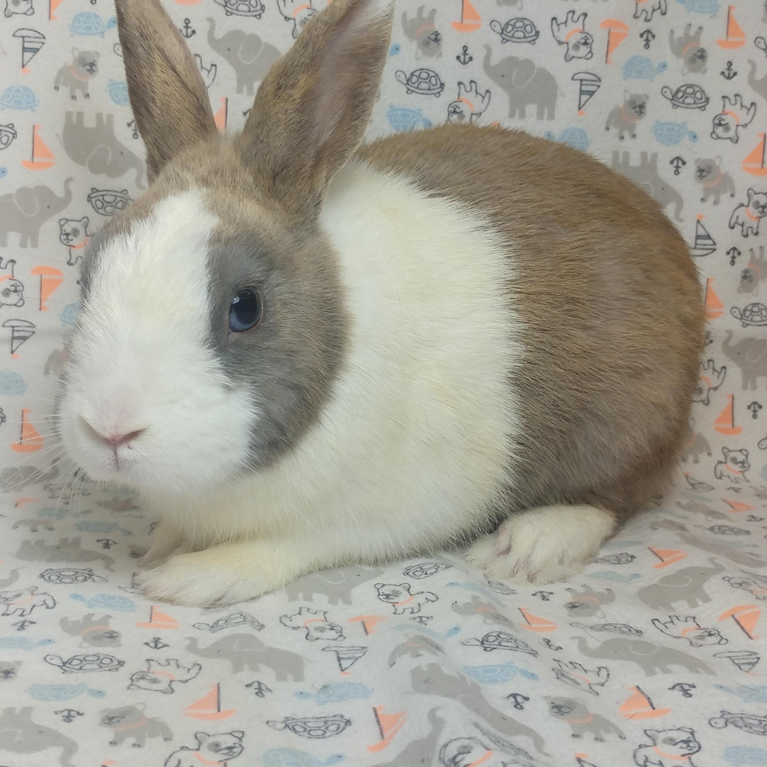Milliken, Young Male Dutch