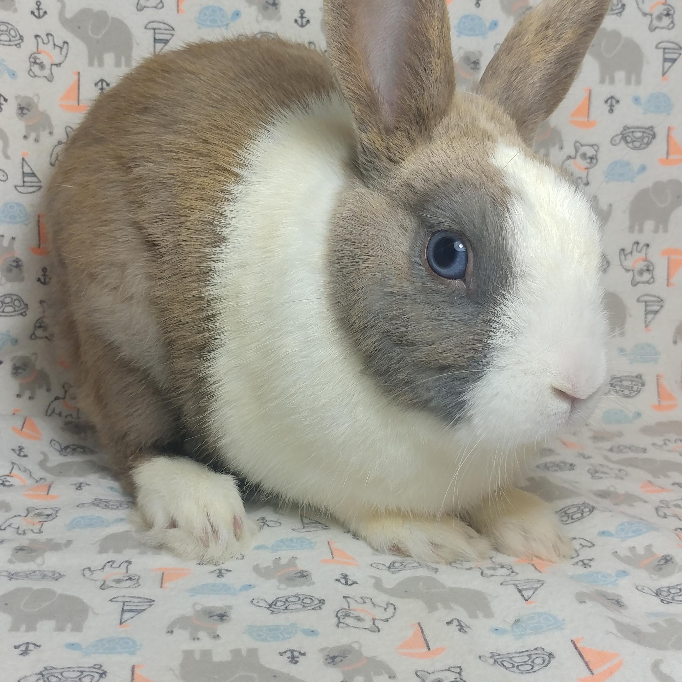 Enlarge Milliken, a Adoptable Dutch in Lake Elsinore, CA image 2/5