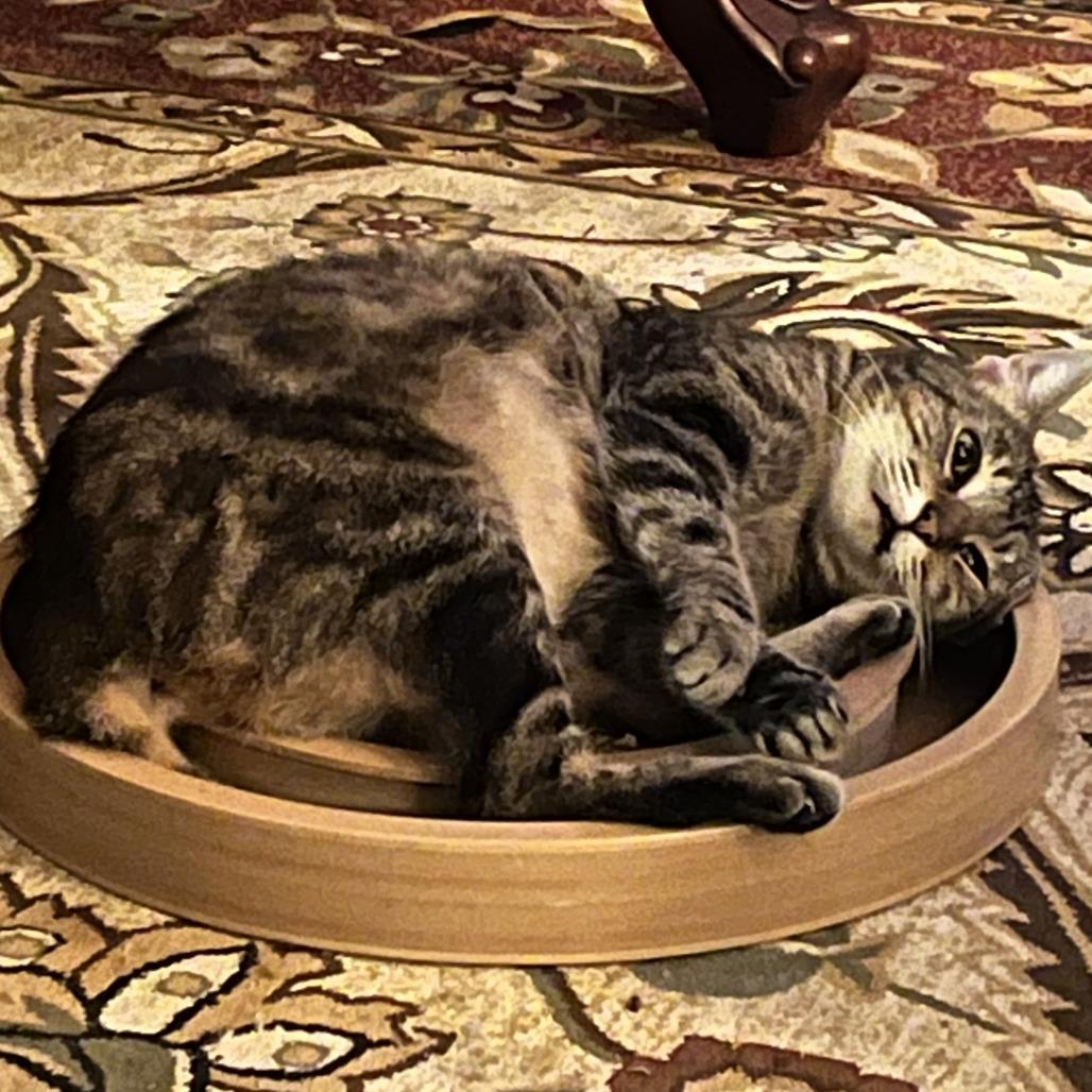 Maple — thumbnail 2