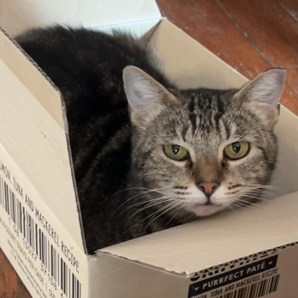 Maple — thumbnail 3