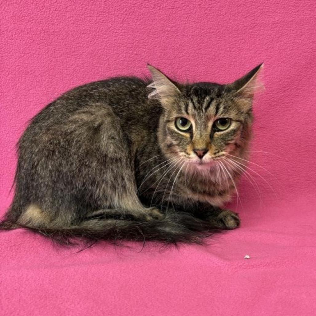 Enlarge Katie, a Adoptable mixed breed in Farmington, MN image 2/3
