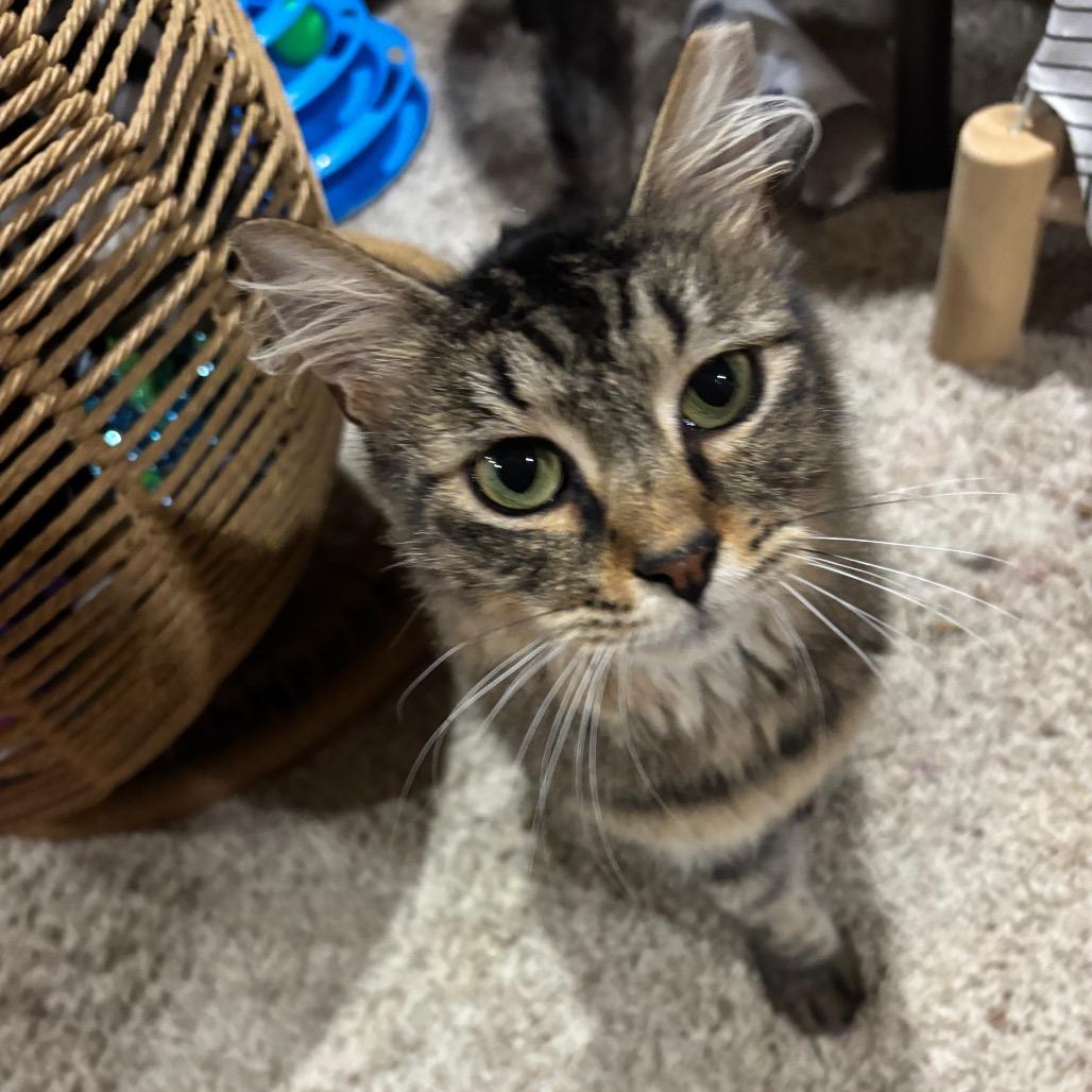 Katie, Adoptable, Young Female Domestic Short Hair & Domestic Short Hair.