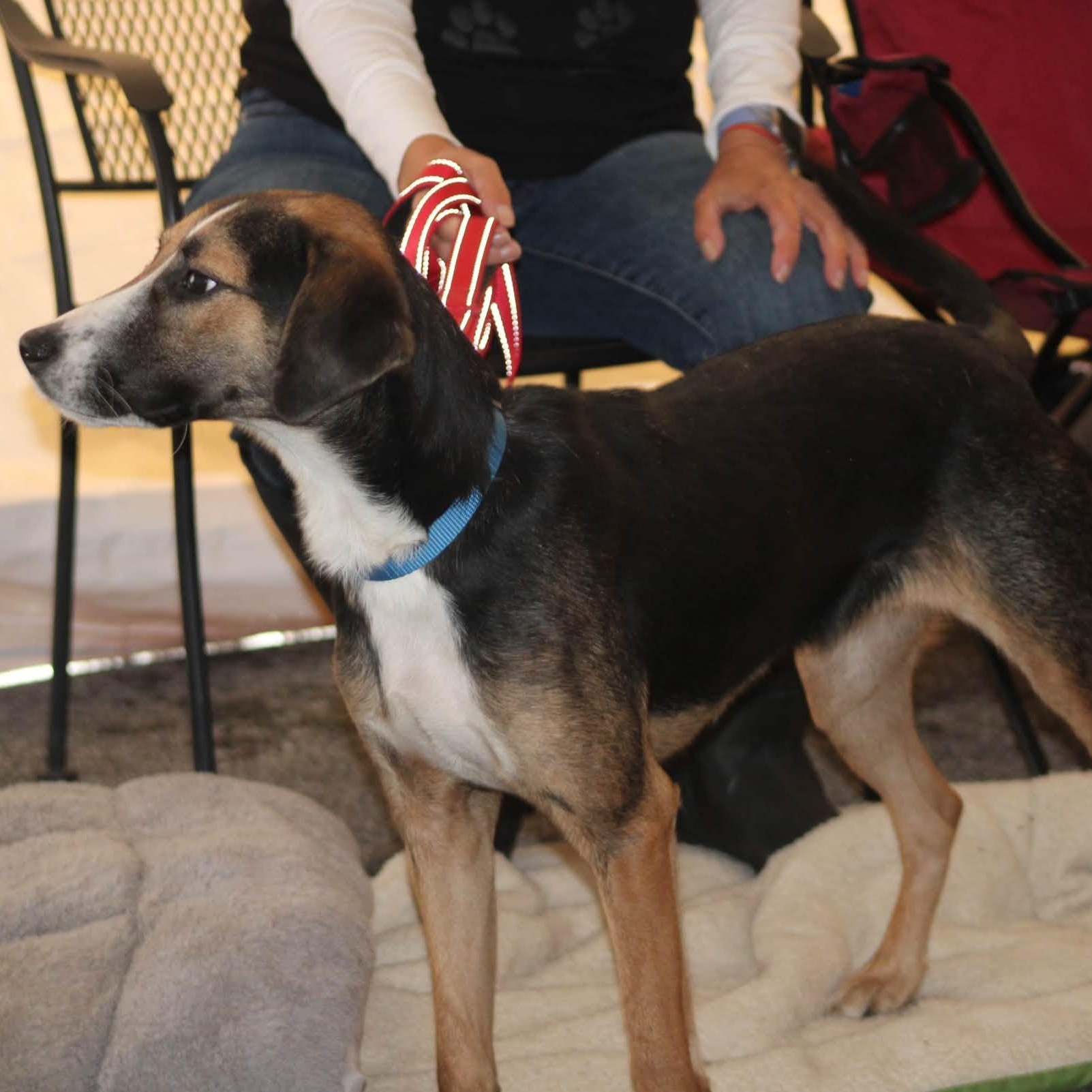 Enlarge Jasmine, a Adopted mixed breed in West Grove, PA image 3/6
