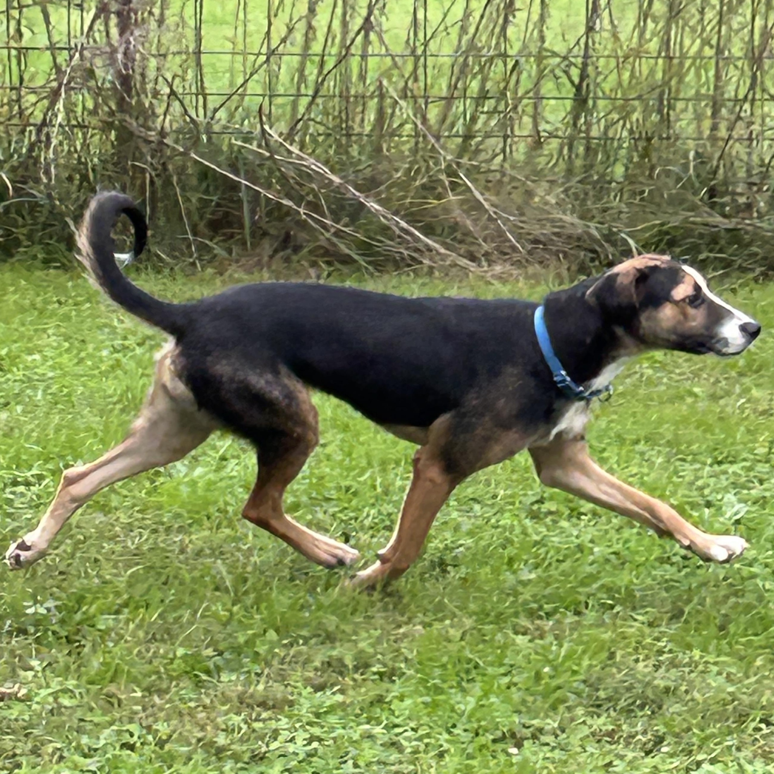 Enlarge Jasmine, a Adopted mixed breed in West Grove, PA image 4/6
