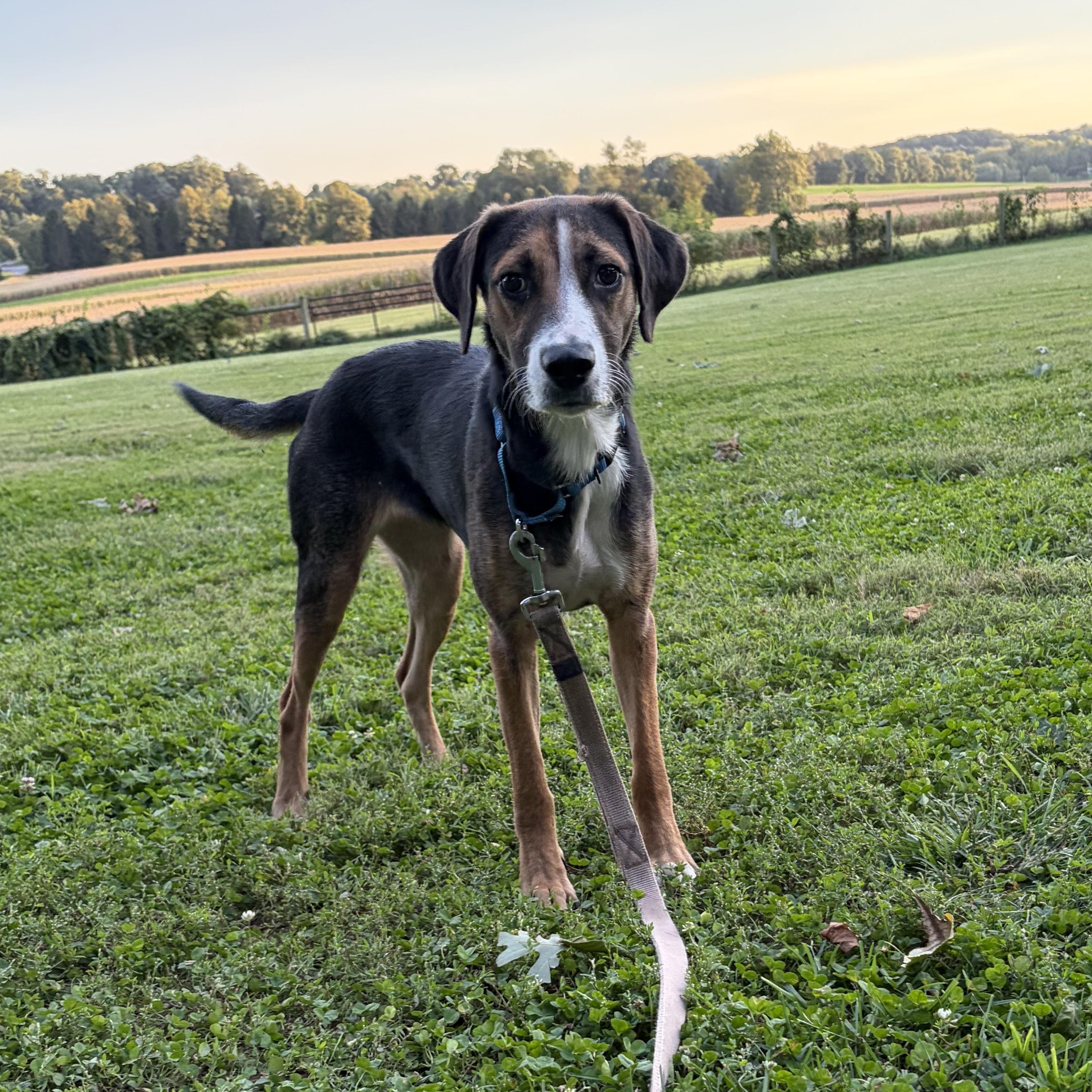 Enlarge Jasmine, a Adopted mixed breed in West Grove, PA image 6/6