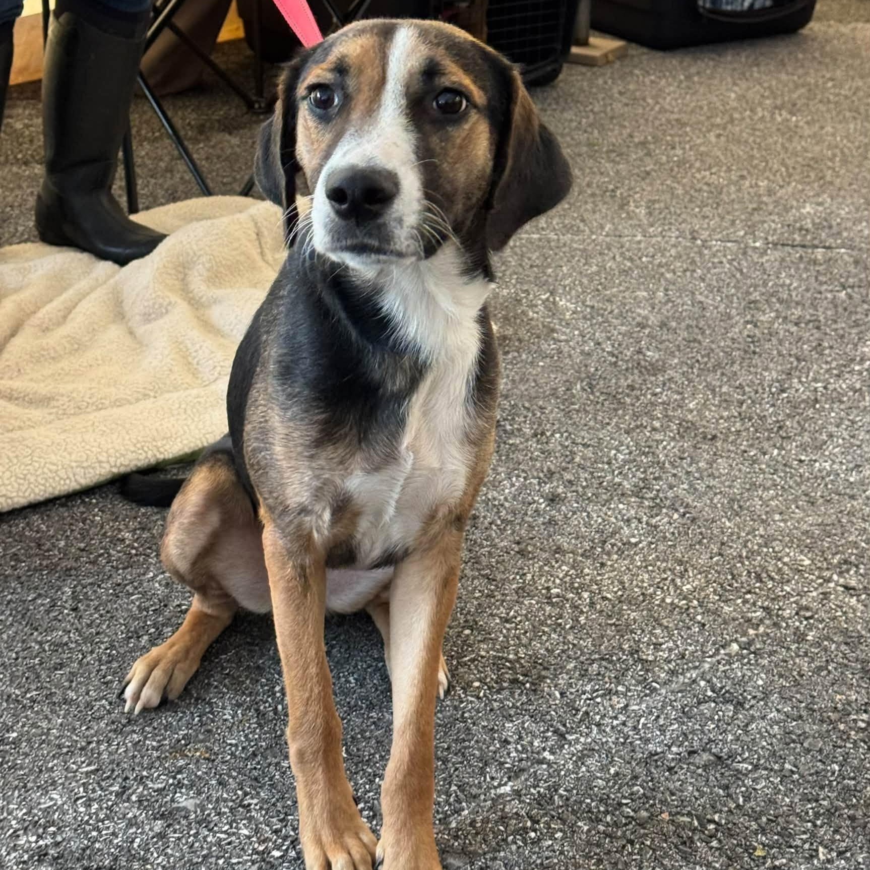 Jasmine, Adopted, Young Female American Foxhound.