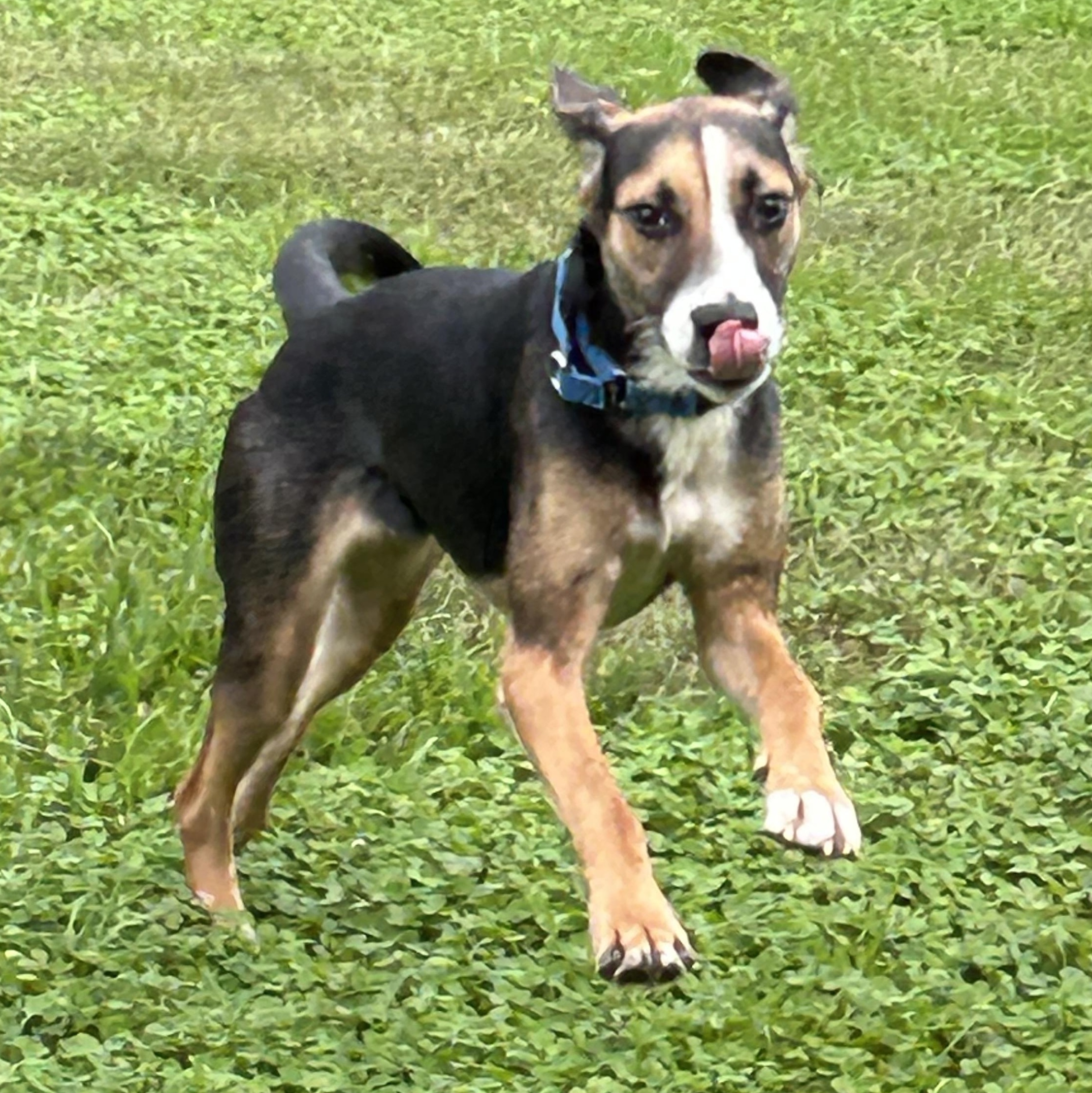 Enlarge Jasmine, a Adopted mixed breed in West Grove, PA image 5/6