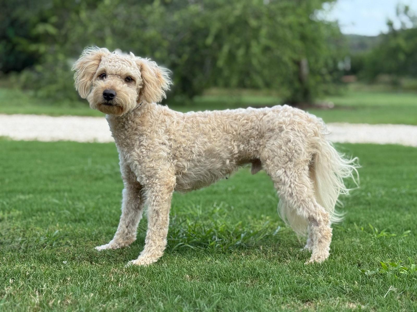 Issac, a Adoptable Poodle in Helotes, TX image 1/3