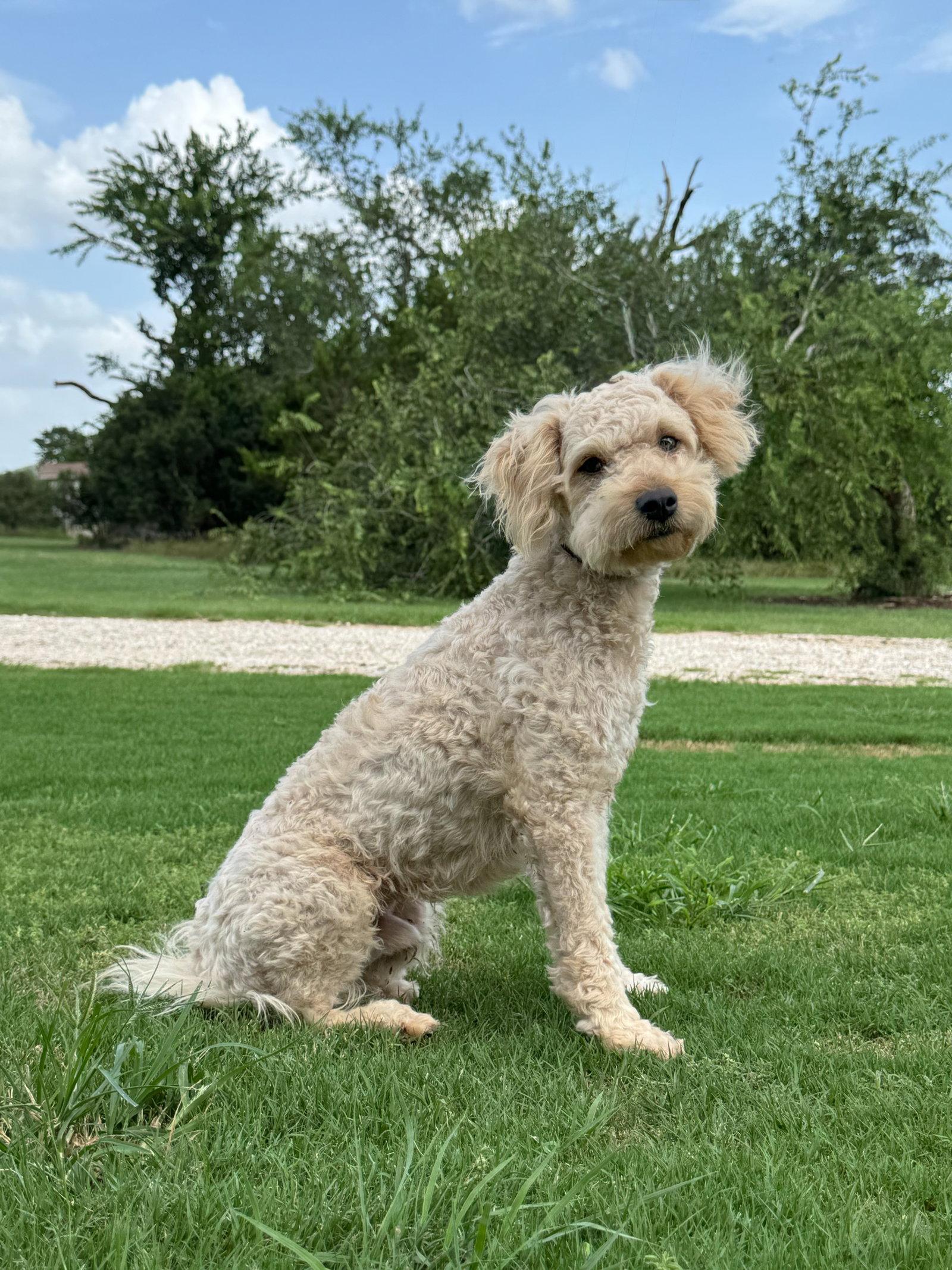 Issac, a Adoptable Poodle in Helotes, TX image 2/3