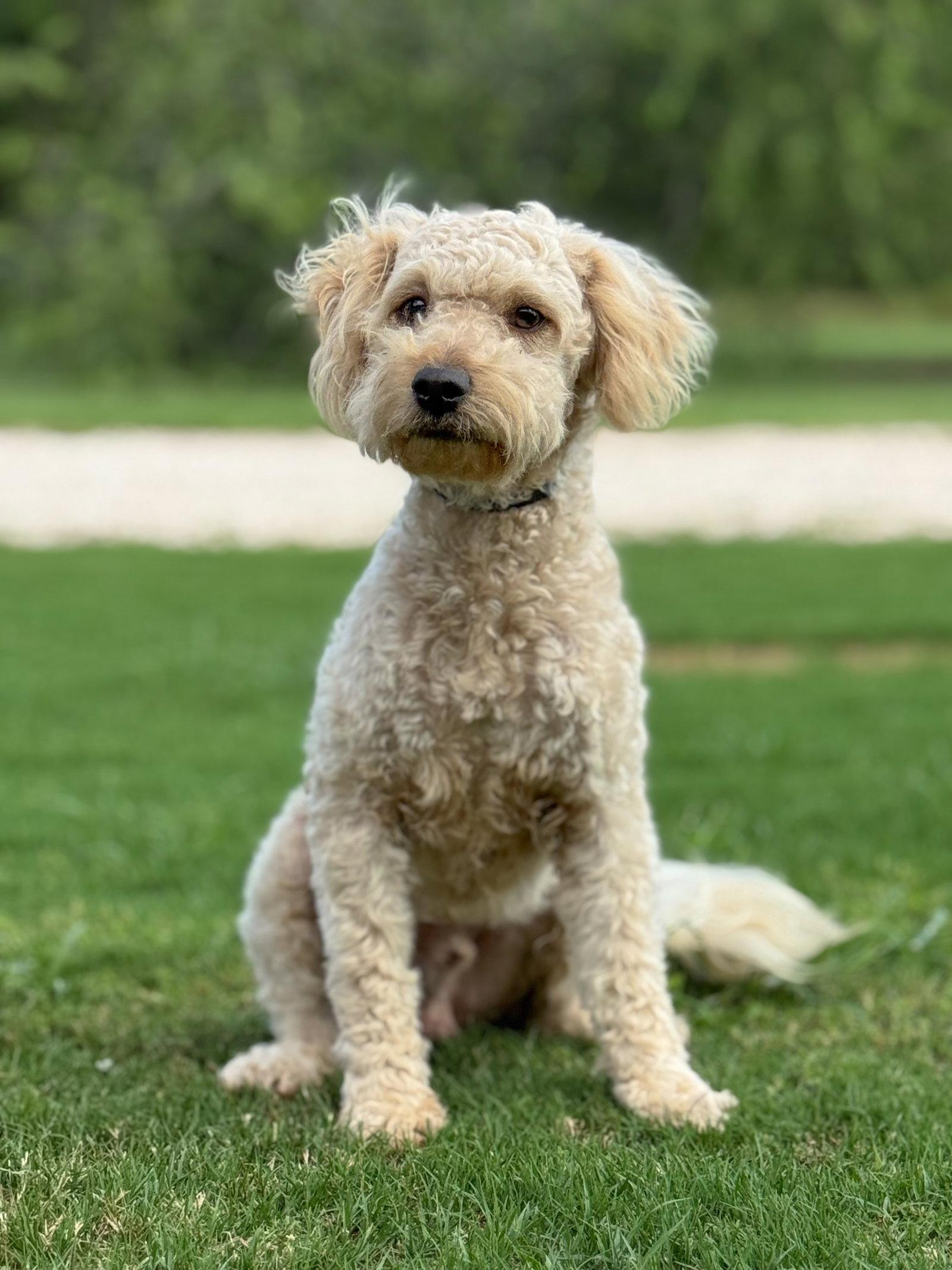 Issac, a Adoptable Poodle in Helotes, TX image 3/3