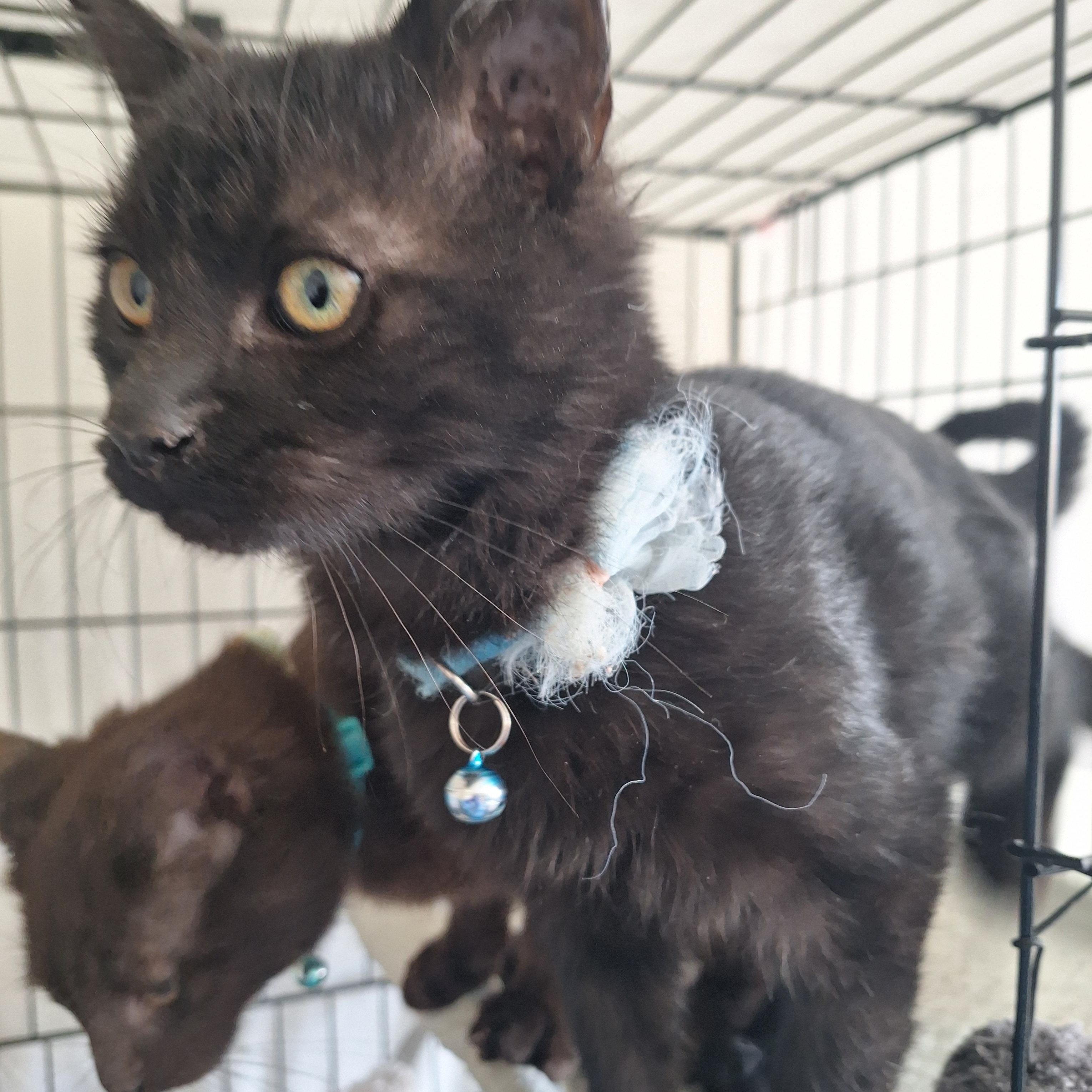 Enlarge Blue, a Adoptable Domestic Short Hair in Reno, NV image 2/4