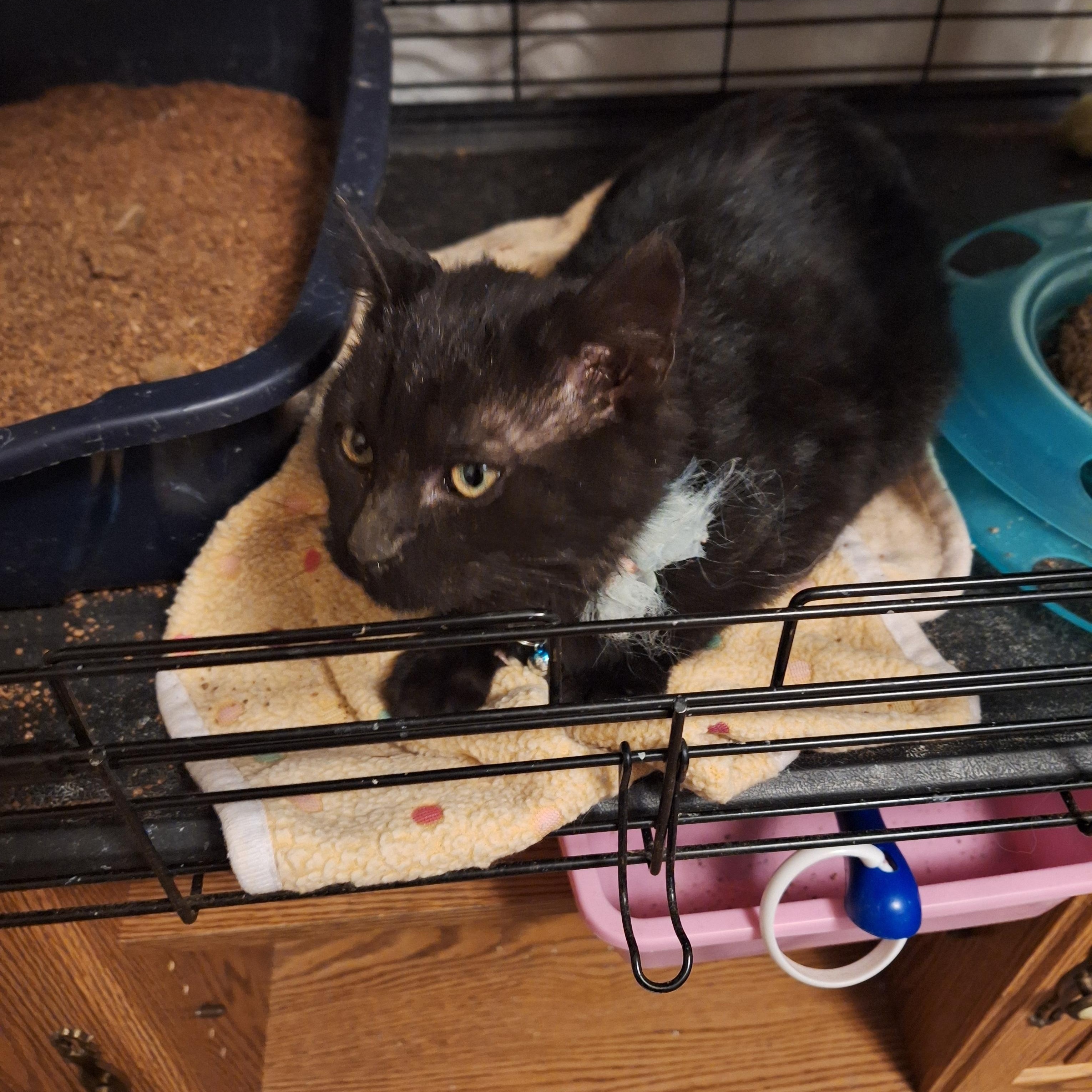 Enlarge Blue, a Adoptable Domestic Short Hair in Reno, NV image 4/4