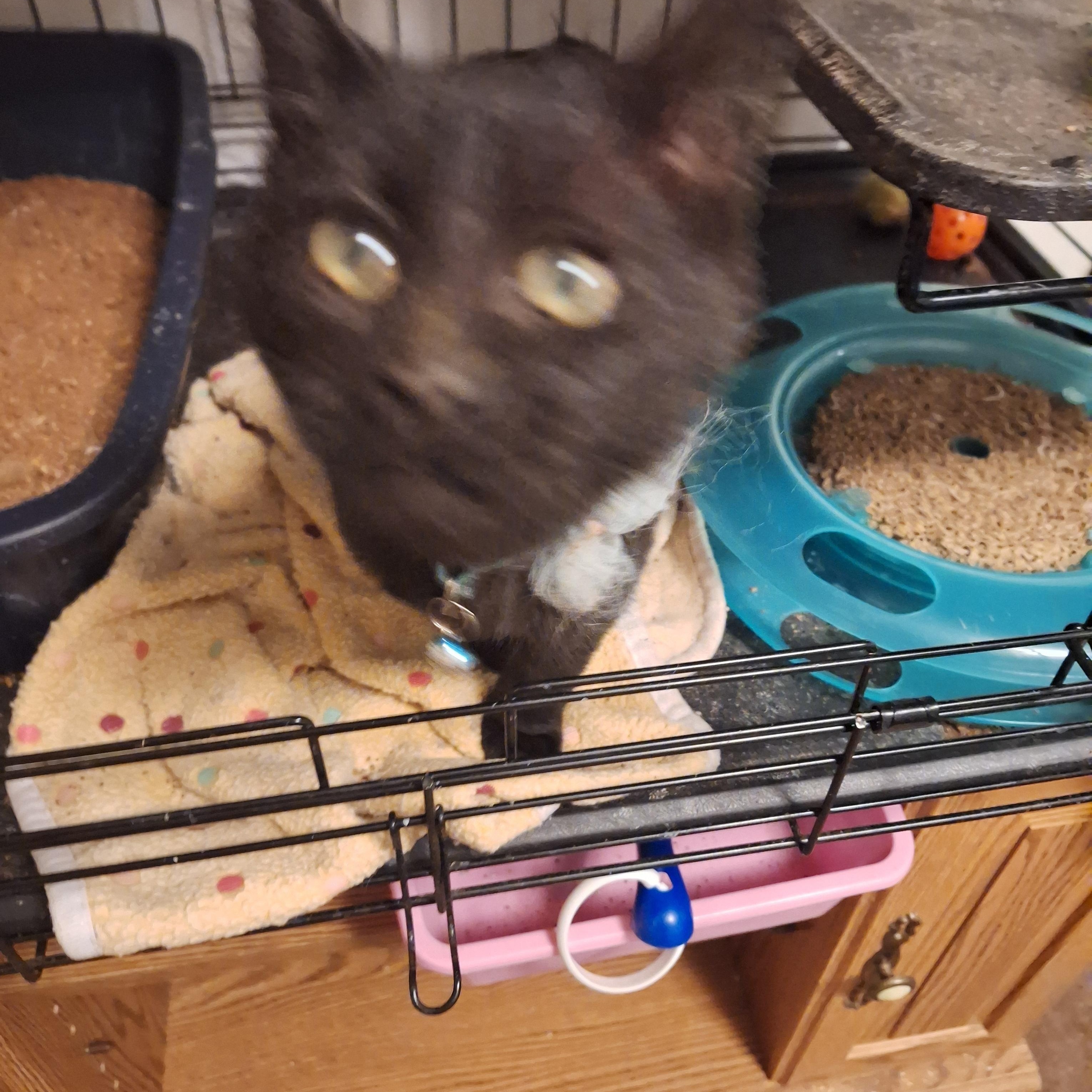 Enlarge Blue, a Adoptable Domestic Short Hair in Reno, NV image 3/4