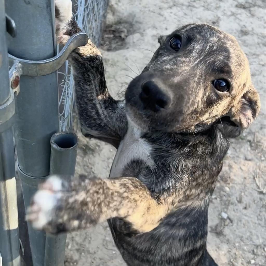 Enlarge Eddie, a Adoptable mixed breed in Wiggins, MS image 1/3
