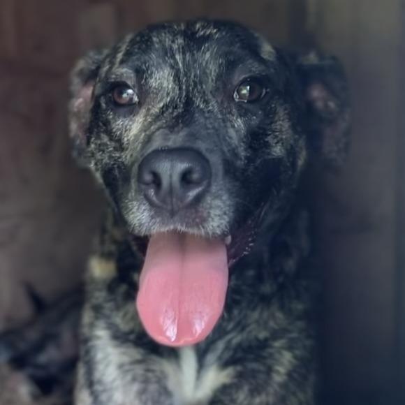 Enlarge Eddie, a Adoptable mixed breed in Wiggins, MS image 3/3