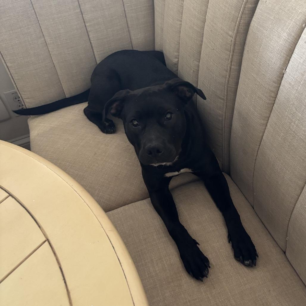 *Courtesy Listing - Olivia, Adoptable, Young Female Pit Bull Terrier.