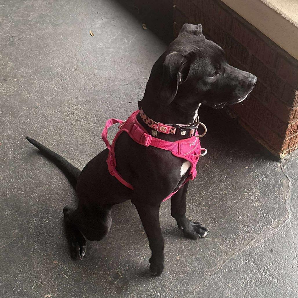 Enlarge *Courtesy Listing - Olivia, a Adoptable Pit Bull Terrier in Tuscaloosa, AL image 2/5