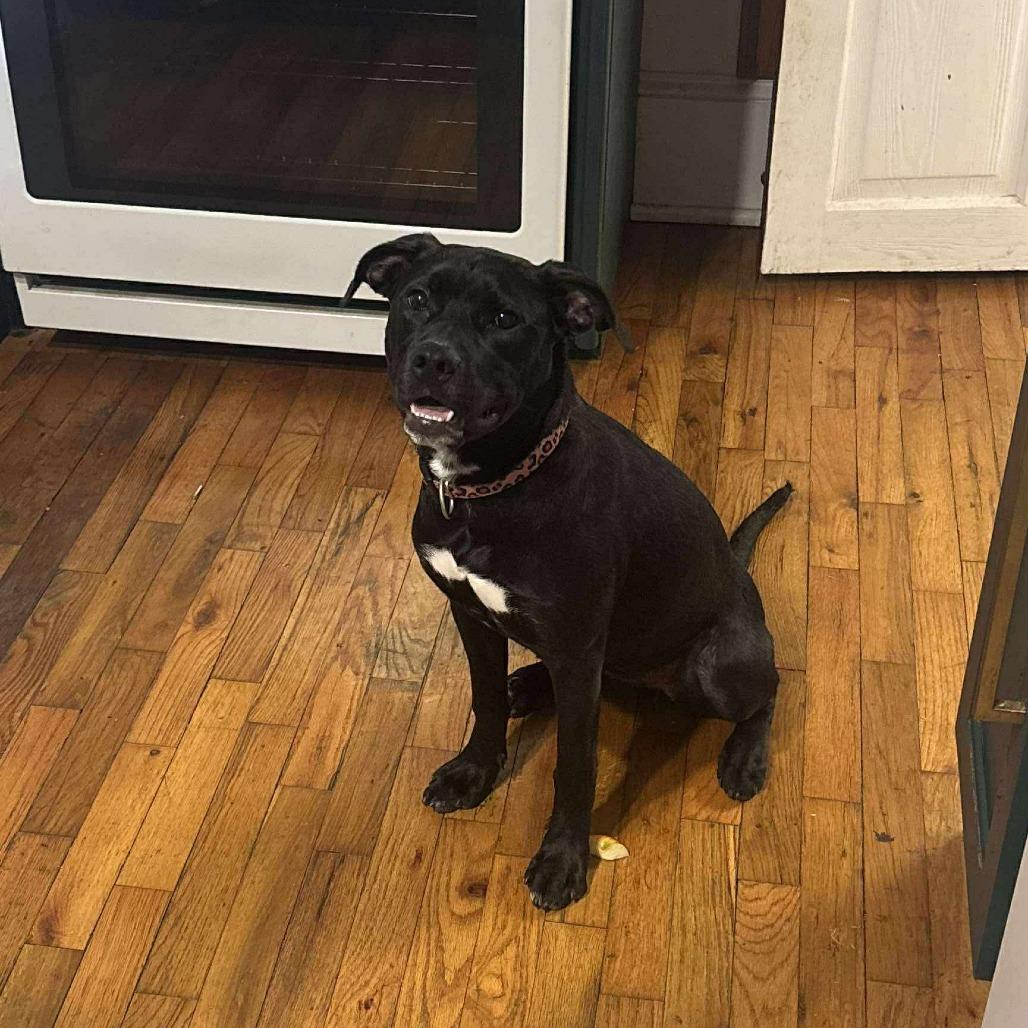 Enlarge *Courtesy Listing - Olivia, a Adoptable Pit Bull Terrier in Tuscaloosa, AL image 3/5