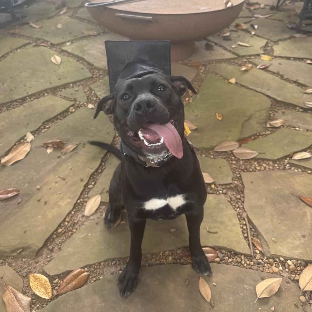 Enlarge *Courtesy Listing - Olivia, a Adoptable Pit Bull Terrier in Tuscaloosa, AL image 4/5