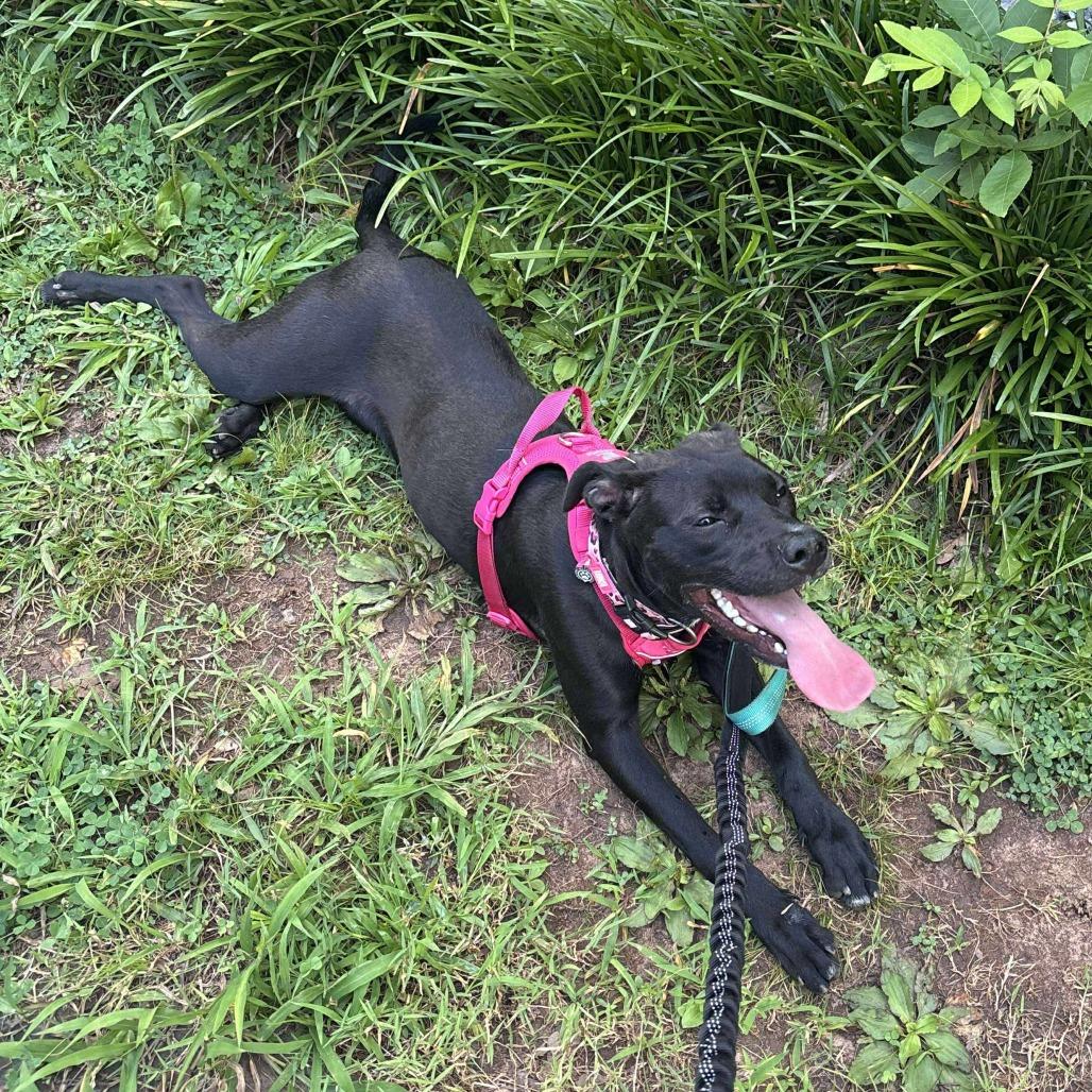 Enlarge *Courtesy Listing - Olivia, a Adoptable Pit Bull Terrier in Tuscaloosa, AL image 5/5