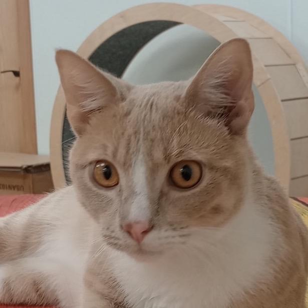 Tiger, Adoptable, Young Male Domestic Short Hair & Domestic Short Hair.