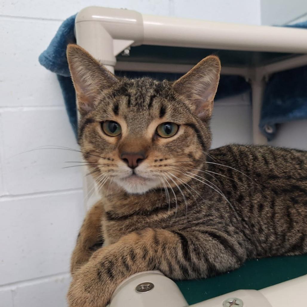 Chester, Adoptable, Young Male Domestic Short Hair.