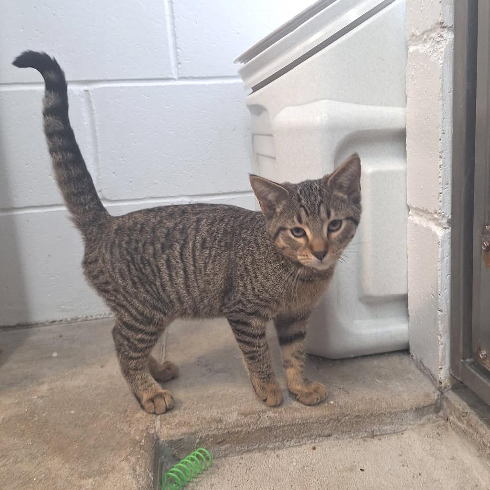 Enlarge Chester, a Adoptable Domestic Short Hair in Albert Lea, MN image 2/5