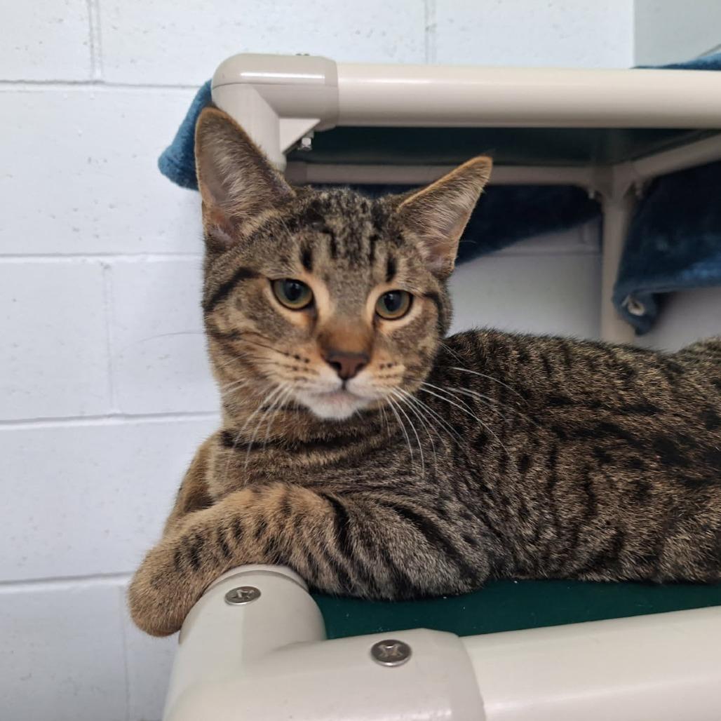 Enlarge Chester, a Adoptable Domestic Short Hair in Albert Lea, MN image 3/5