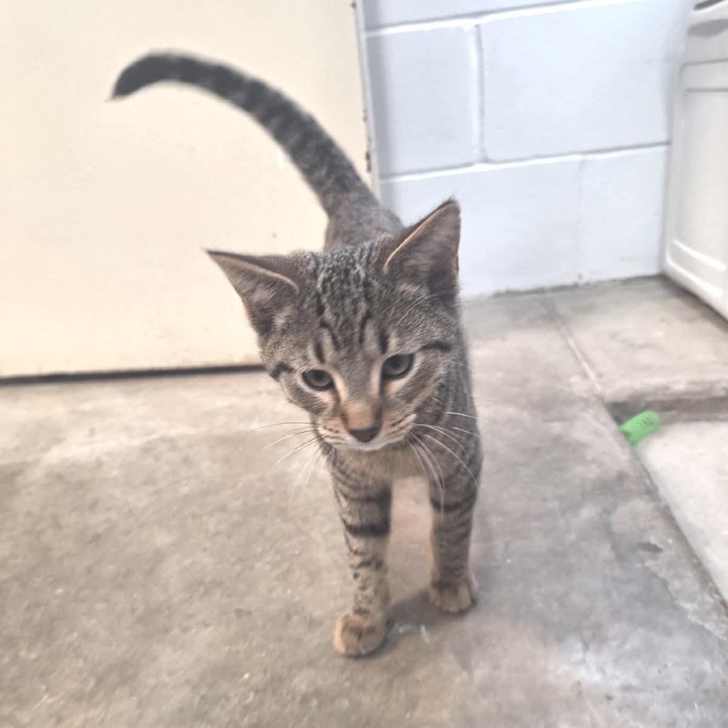 Enlarge Chester, a Adoptable Domestic Short Hair in Albert Lea, MN image 4/5