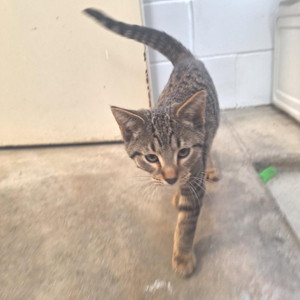 Enlarge Chester, a Adoptable Domestic Short Hair in Albert Lea, MN image 5/5