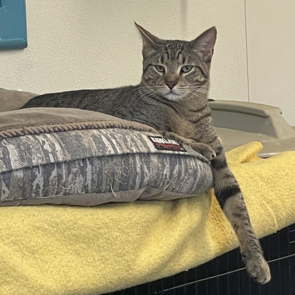 Chester, a Adoptable Domestic Short Hair in Albert Lea, MN image 6/6