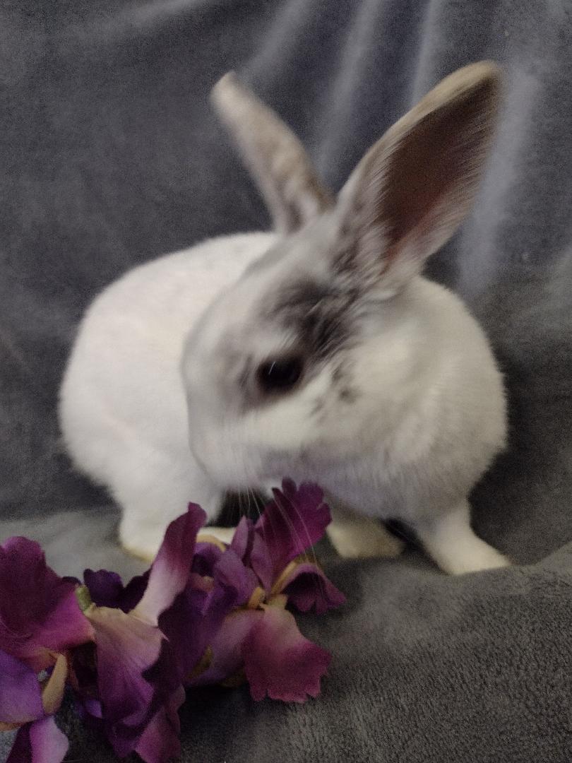 Julie, an adopted Dwarf in Plymouth, MI image 2/2