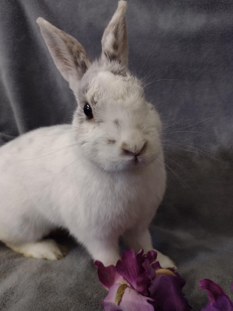 Julie, an adopted Dwarf in Plymouth, MI image 1/2