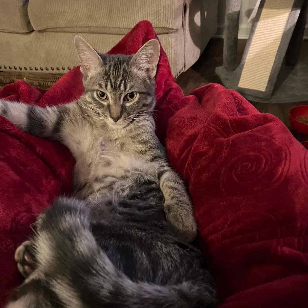 Aurora (Molly), Adoptable, Young Female Domestic Short Hair.