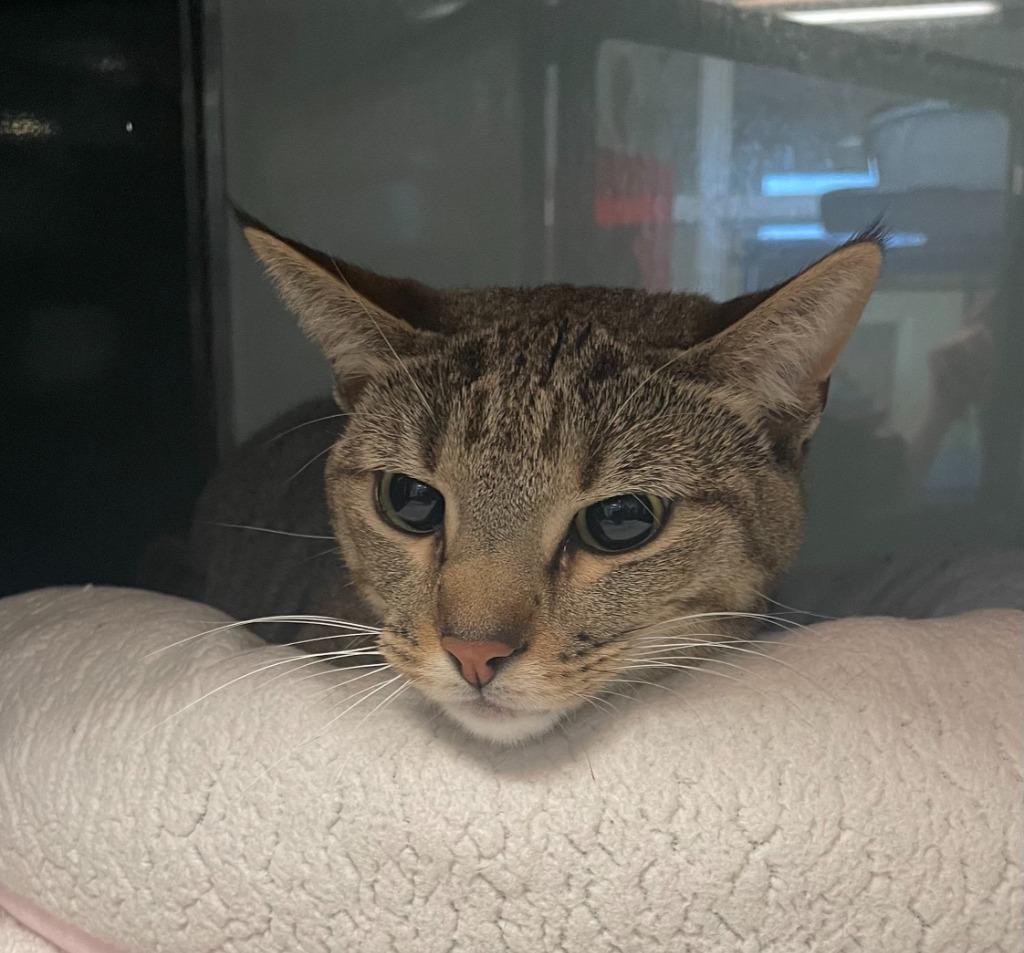 Flixie, Adoptable, Young Female Domestic Short Hair.