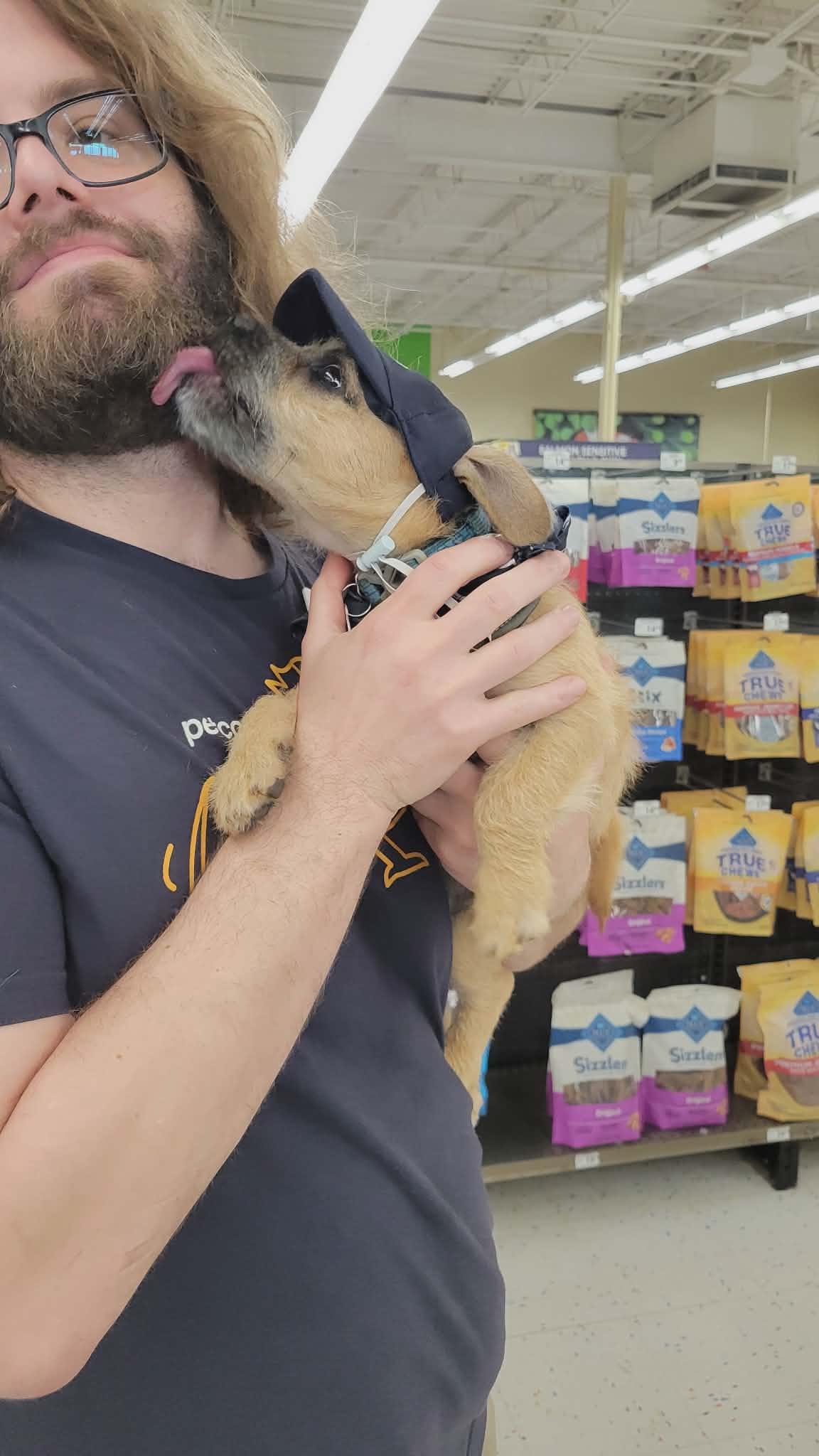 Noodles, Adopted, Puppy Male Miniature Poodle & Pug.