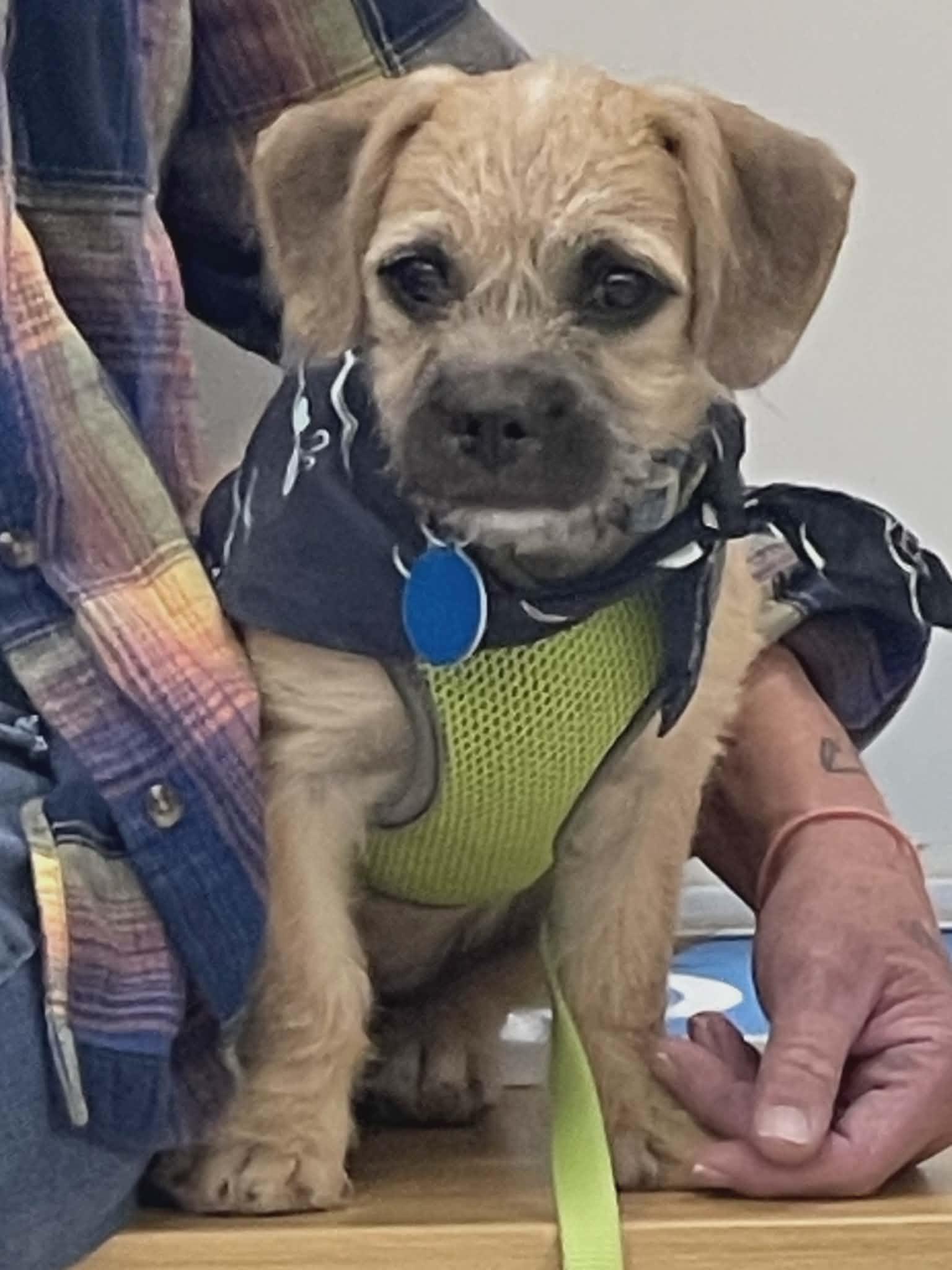 Enlarge Noodles, a Adopted mixed breed in Florissant, MO image 2/6