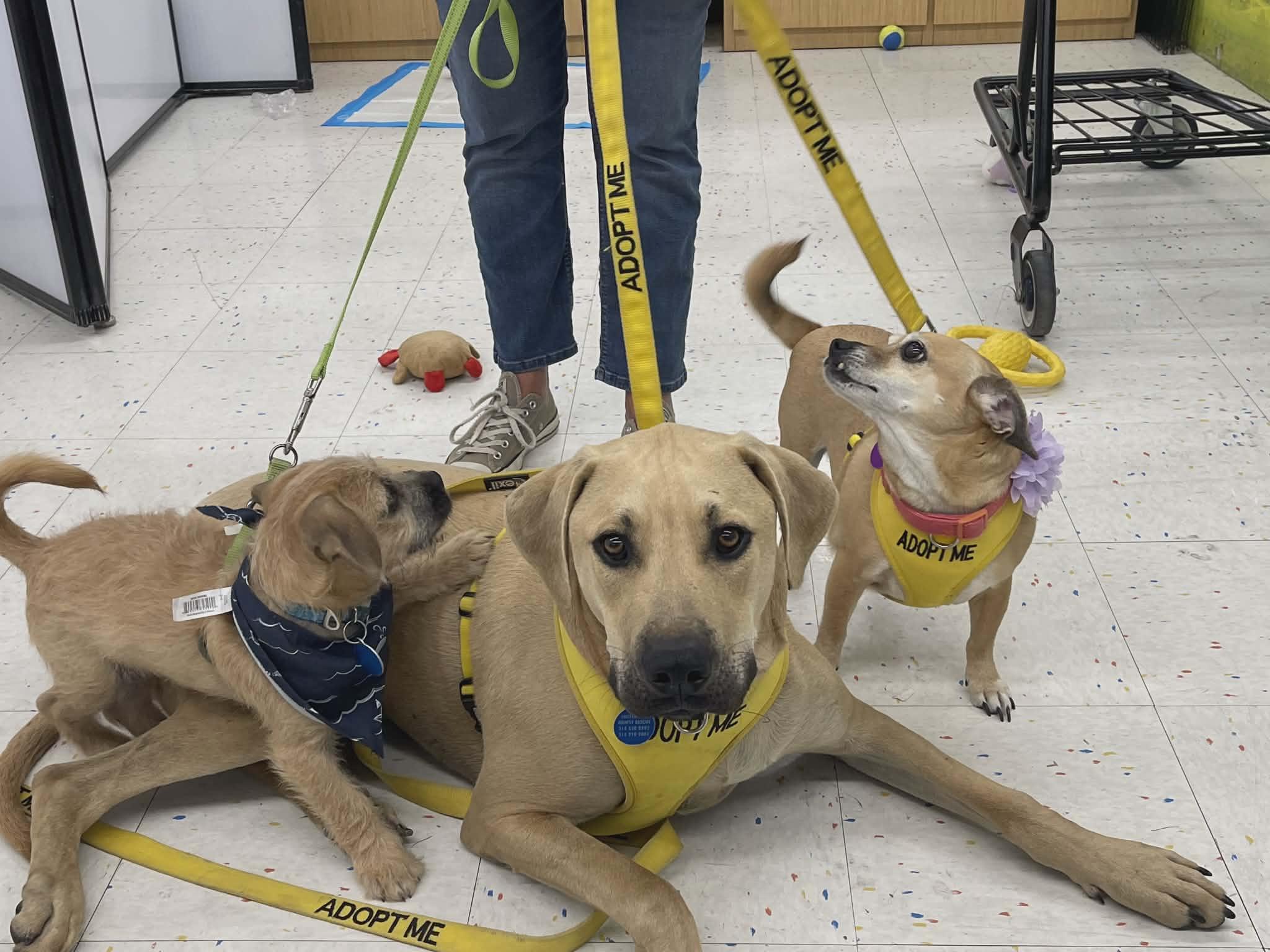Enlarge Noodles, a Adopted mixed breed in Florissant, MO image 4/6