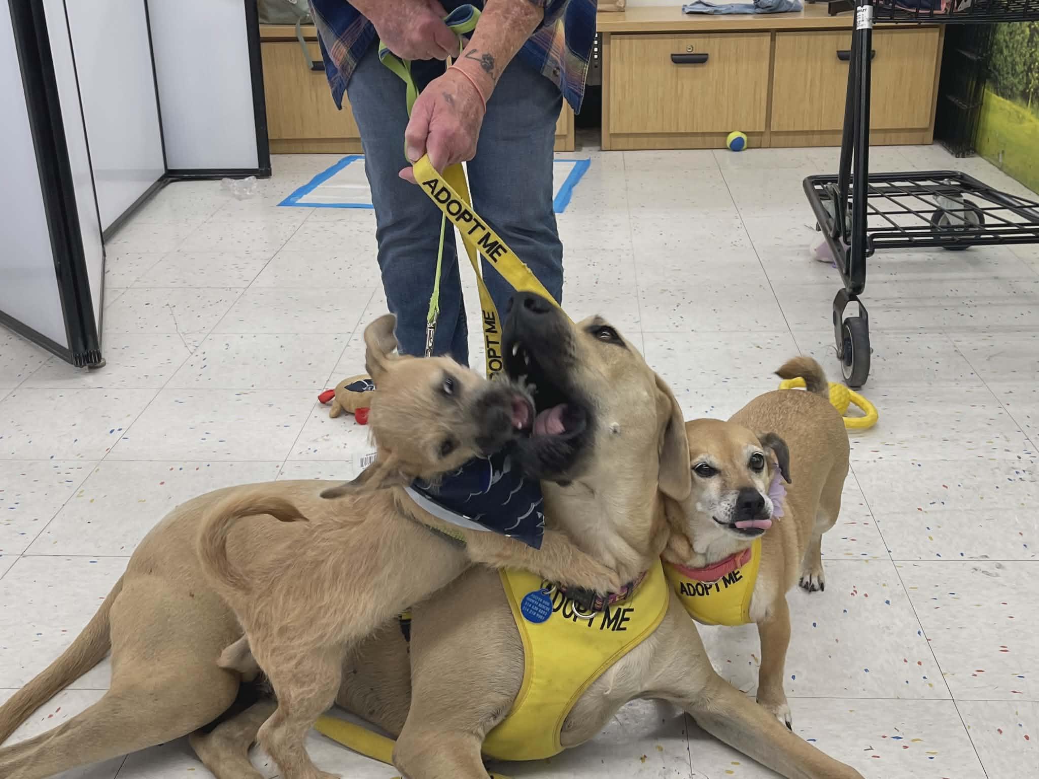Enlarge Noodles, a Adopted mixed breed in Florissant, MO image 5/6
