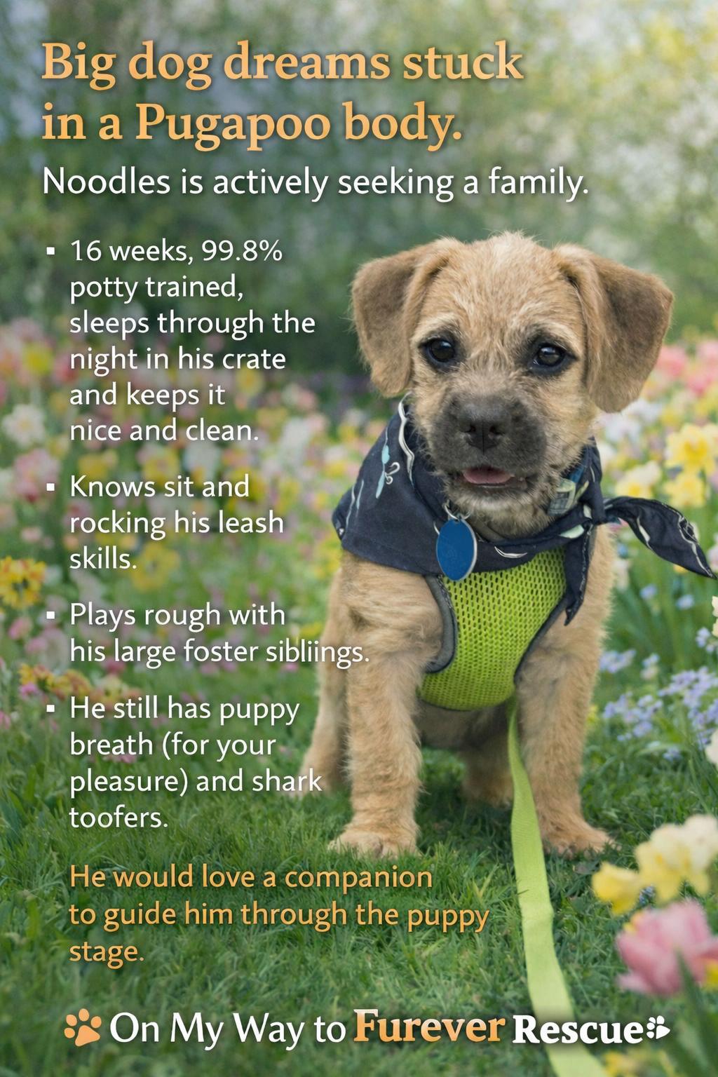 Enlarge Noodles, a Adopted mixed breed in Florissant, MO image 6/6