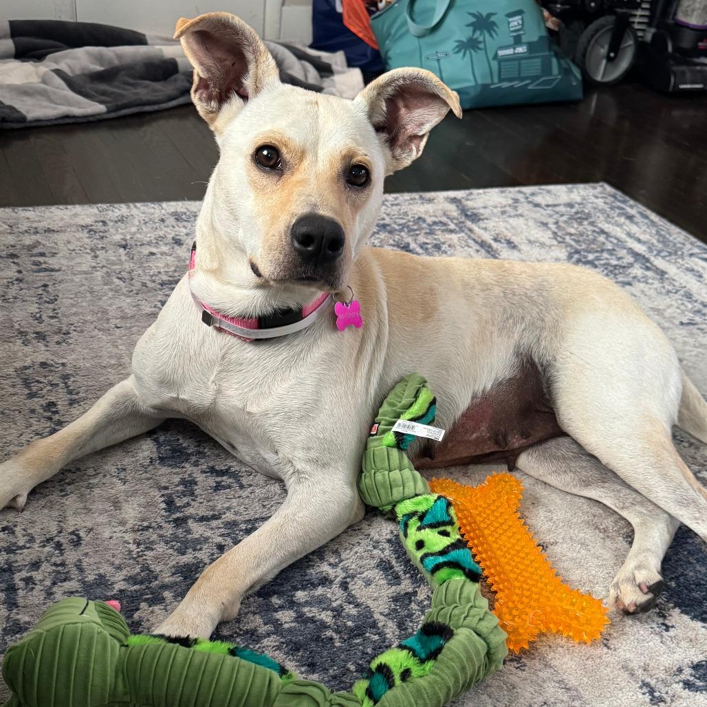 Penny, Adoptable, Adult Female Yellow Labrador Retriever.