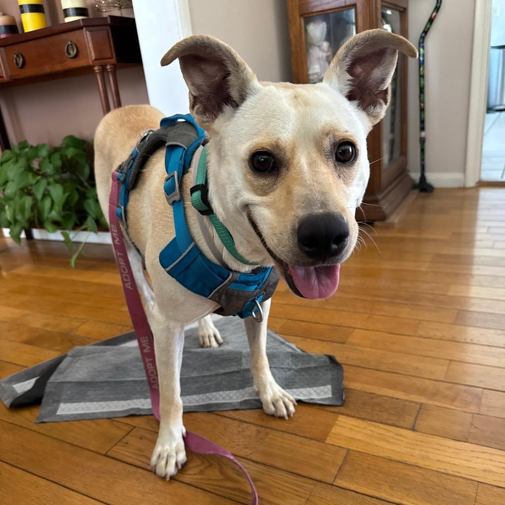 Enlarge Penny, a Adoptable Yellow Labrador Retriever in Pasadena, CA image 2/3