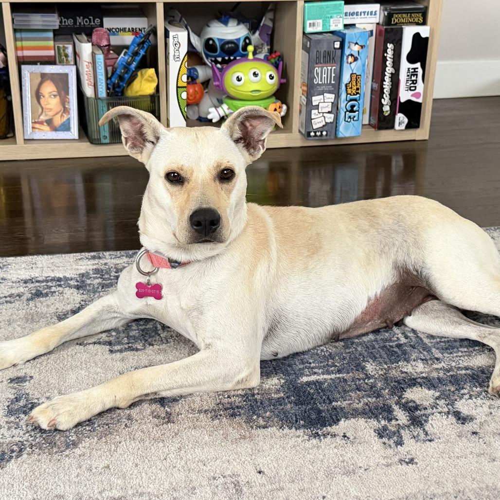 Enlarge Penny, a Adoptable Yellow Labrador Retriever in Pasadena, CA image 3/3