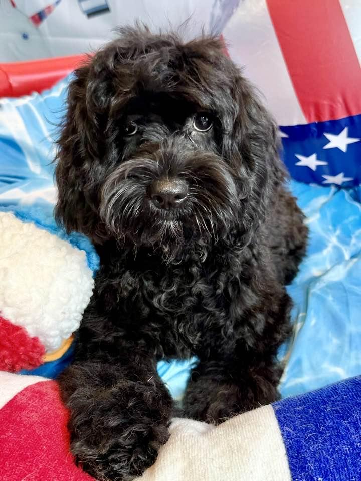 Wilma, Adopted, Puppy Female Cocker Spaniel & Poodle.