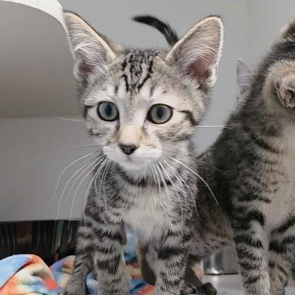 Mudbud, Adoptable, Young Male Domestic Short Hair & Domestic Short Hair.