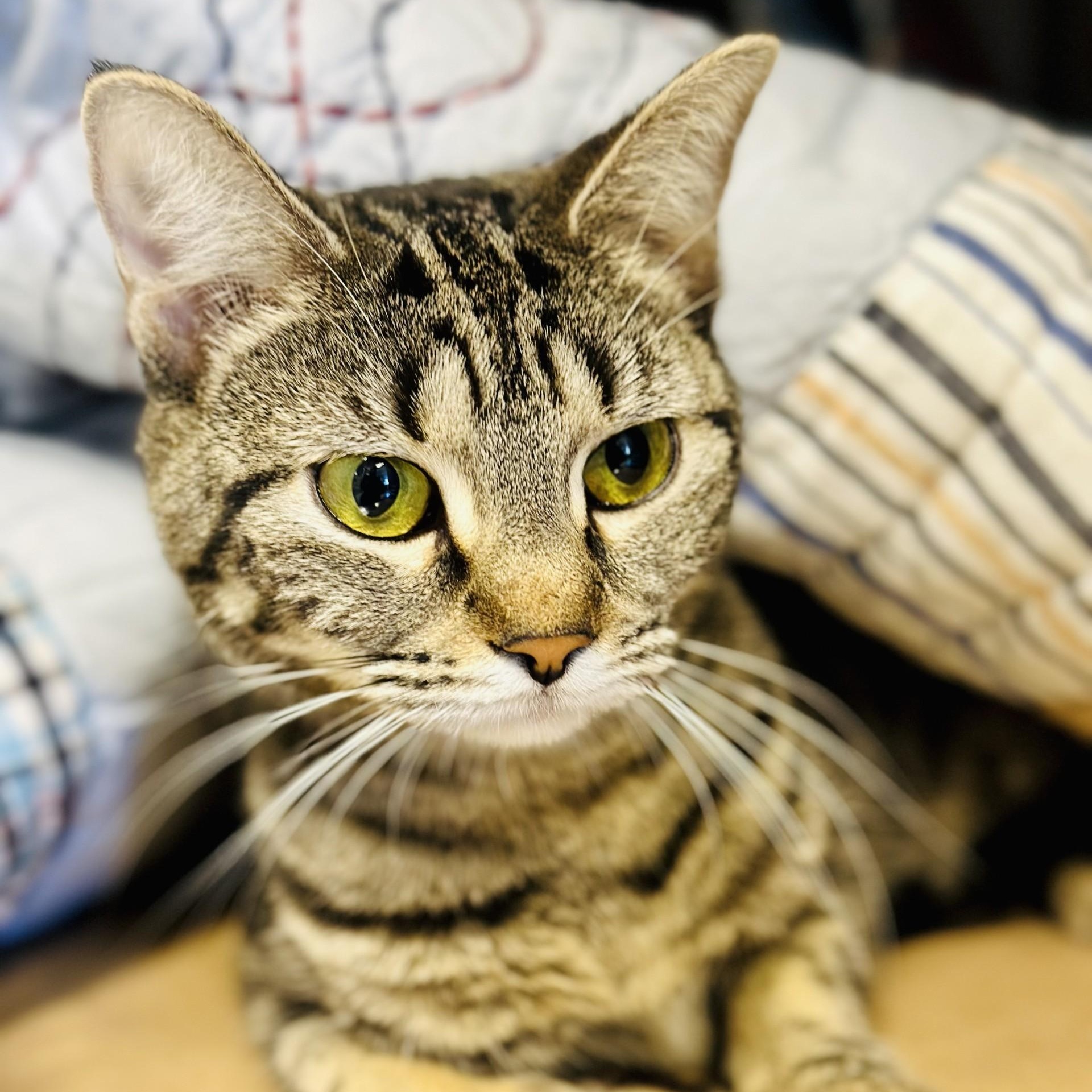 Enlarge Wilma , an adopted Domestic Short Hair in Manahawkin, NJ image 2/2